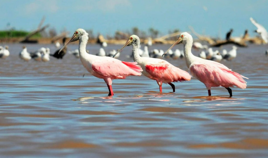 Espátulas rosadas en la costa de Mar Chiquita