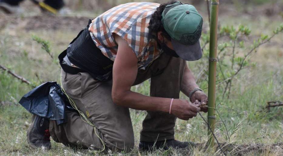 Forestando Córdoba plantó más de 65 mil árboles en 2020