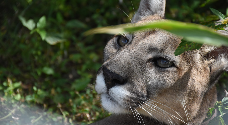 Día Internacional del Puma: la importancia de proteger una especie vulnerable