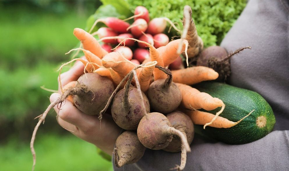 Fomentando Huertas Agroecológicas: una invitación a producir alimentos sanos